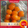 Getrocknete kumquat rote Farbe